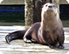 river otters in Tofino
