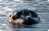 vancouver island kayaking adventures - seals